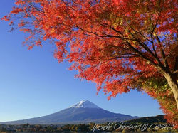 河口湖の紅葉