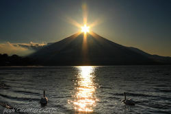 「夢は正夢」山中湖から白鳥とダイヤモンド富士