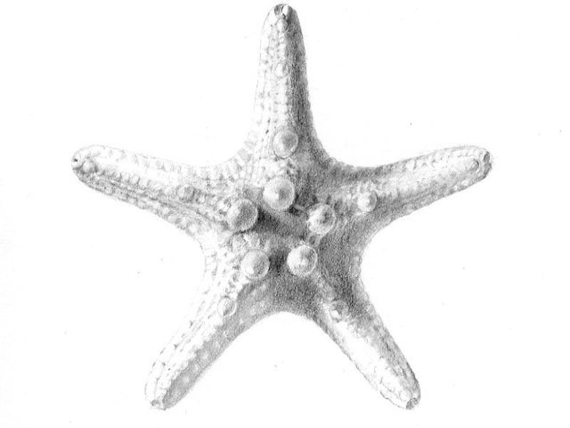 Seastar Starfish