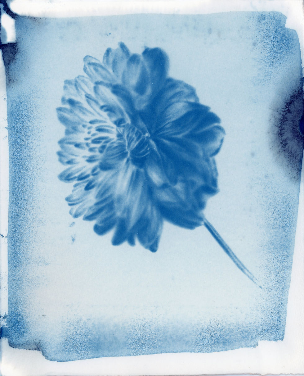 Grey Dahlia