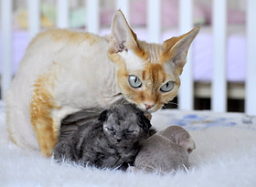 29313652_1365763910196370_34698676871805