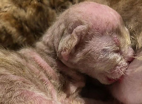 84437989_2411440992295318_49028255176626