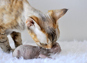 29060559_1372032176236210_74815836975534