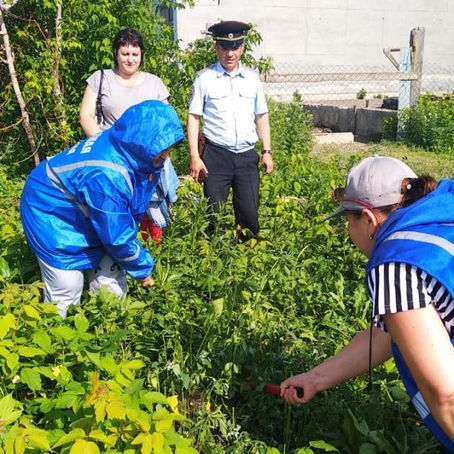 В Барнауле уничтожили несколько участков дикорастущей конопли