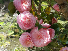 Satte Frühlingspracht...