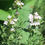 Miniature : THYM BIO