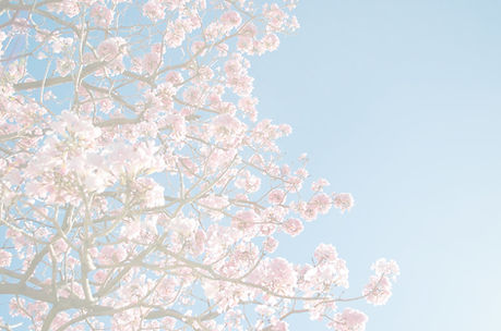 Pink Blossom_edited.jpg