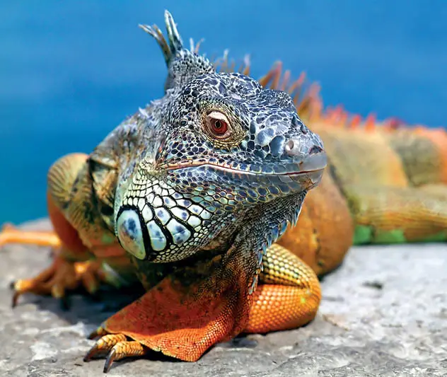 GALAPAGOS 5.webp