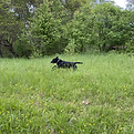 Zelda Running in Field.HEIC