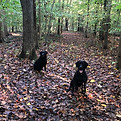 Dexter and Zelda in Woods_2_edited_edited.jpg