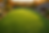 Image shows a lush green lawn having just recovered from a lawn renovation