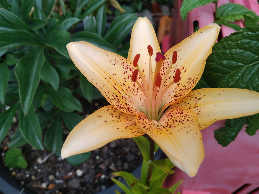 Thumbnail: Mixed Patio Asiatic Lily Bulbs