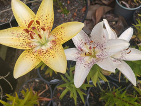 Colourful Asiatic and lilies flowering in a New Zealand summer garden.