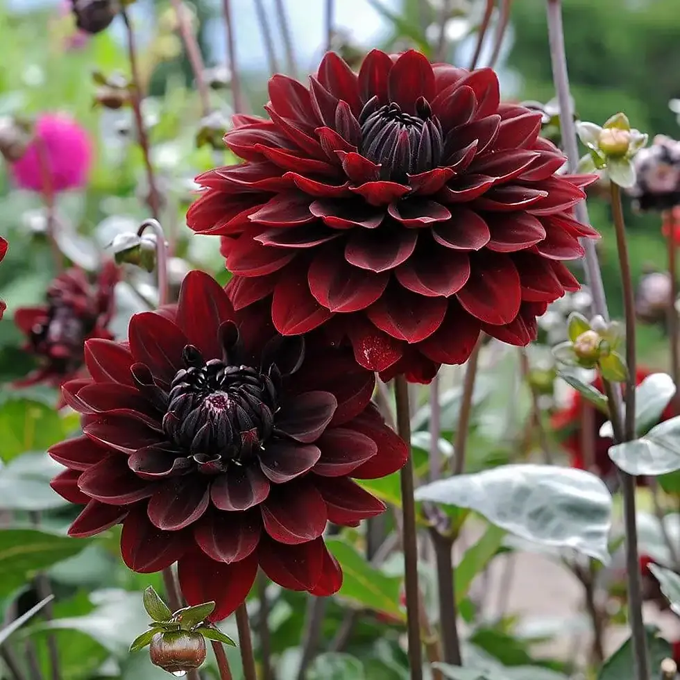 Image of a Waterlily Dahlia called Karma Choc