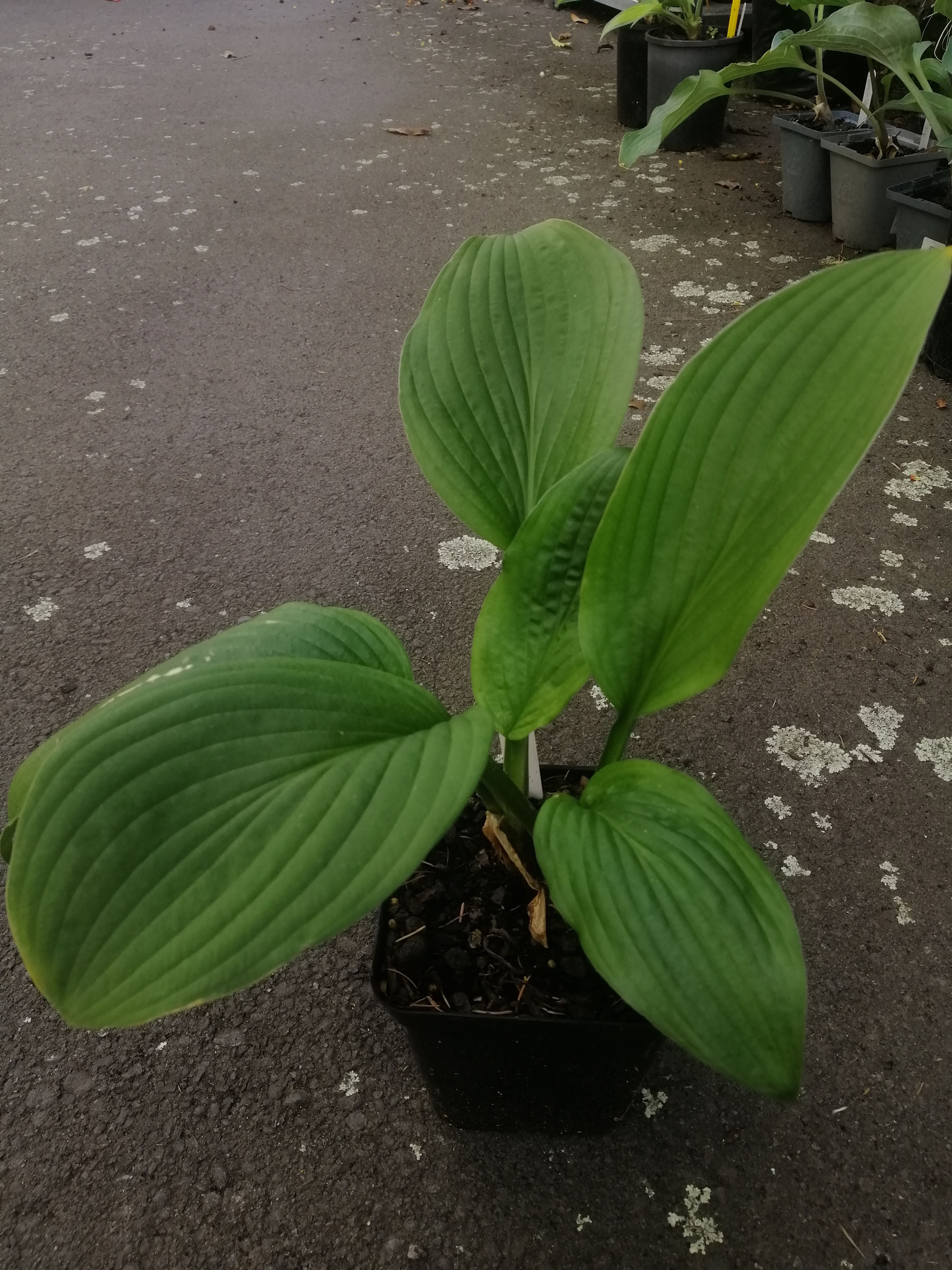 Hosta - Black Magic