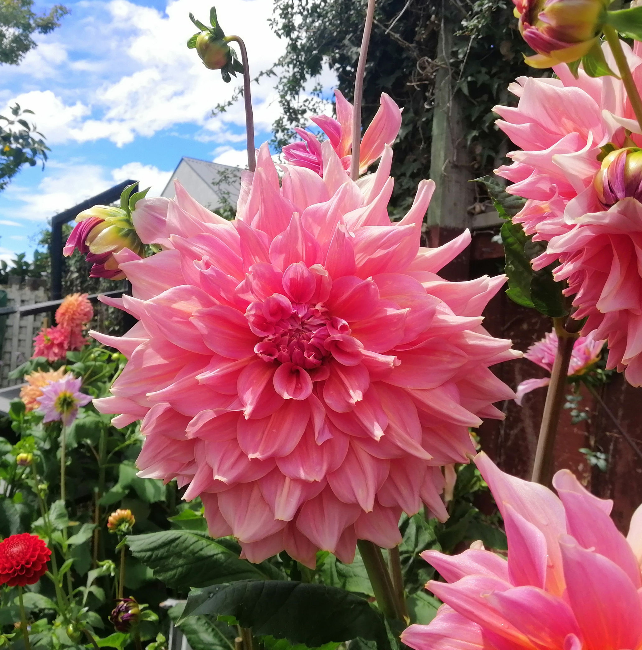 Dahlia - Otto's Thrill