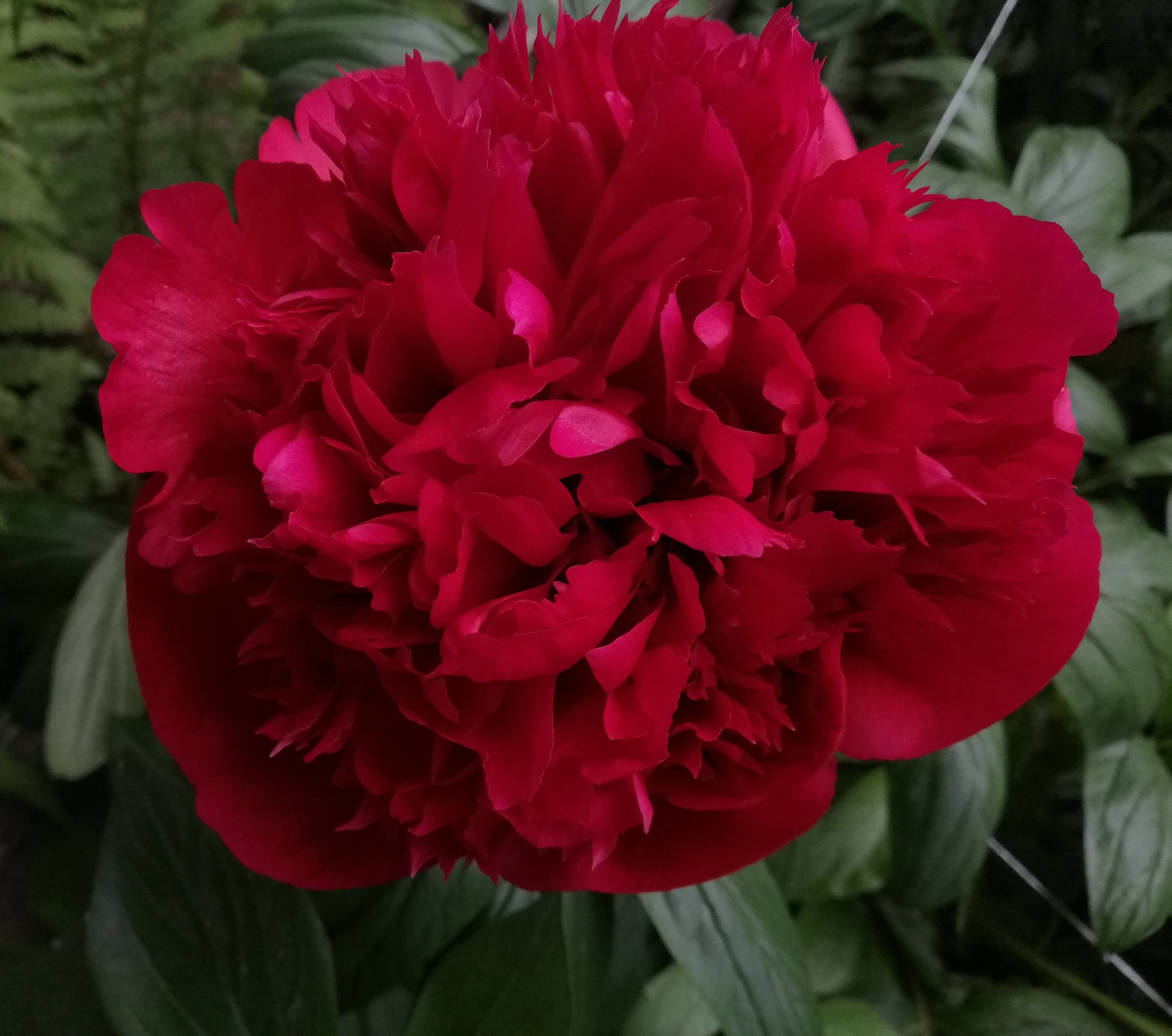 Peony - Red Charm
