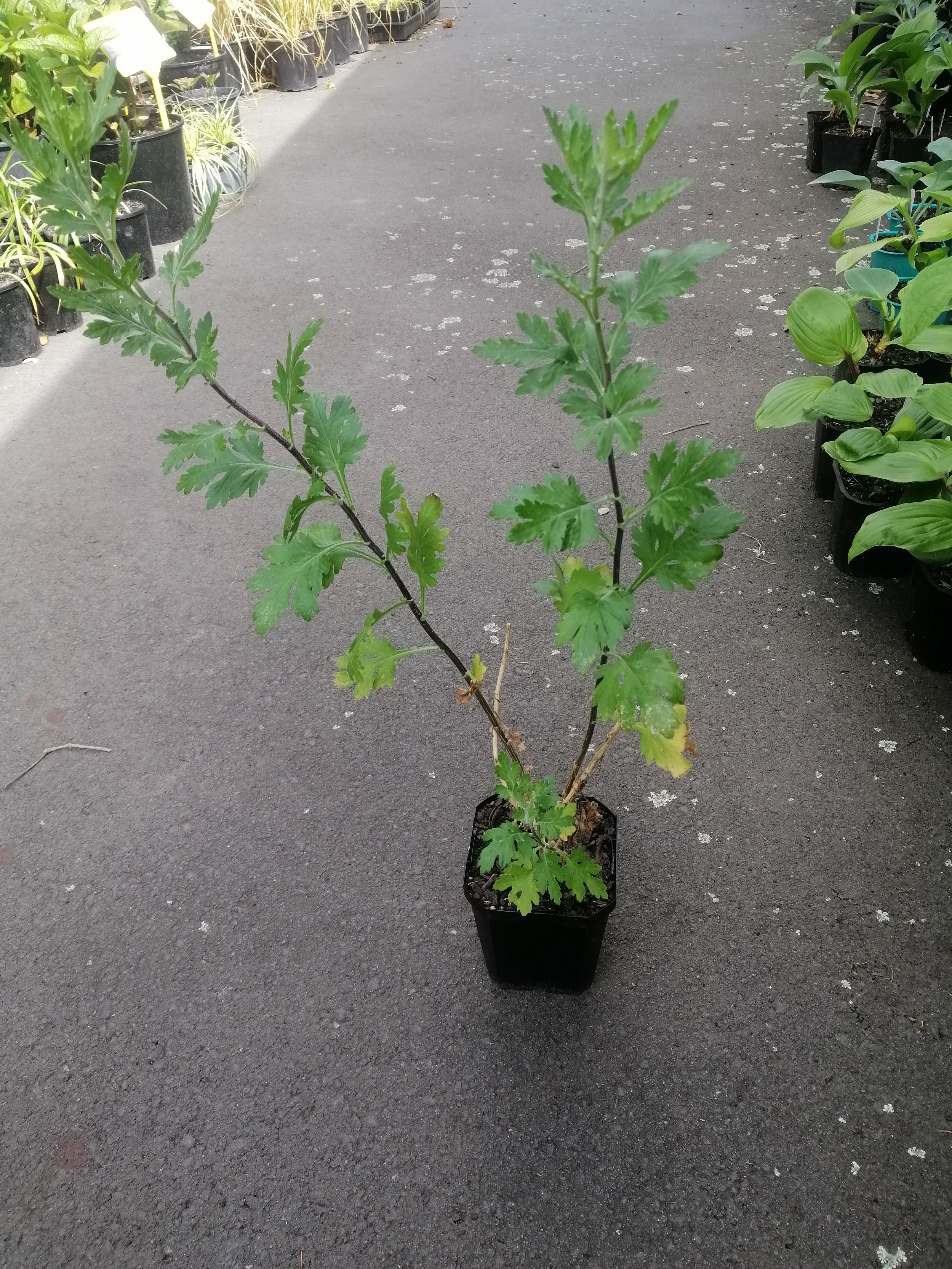 Chrysanthemum - Gum Digger