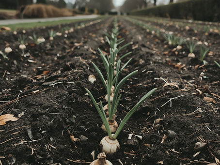 A row of Daffodils being laid out ready to be planted.