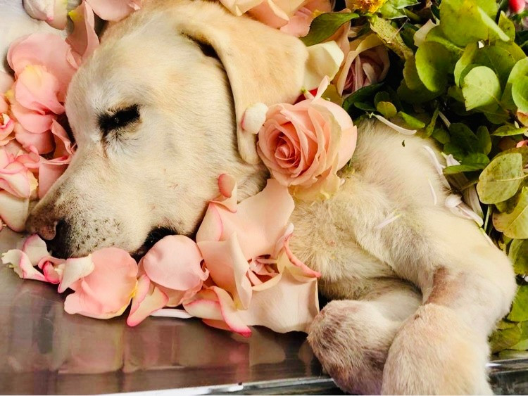 May after she passed away covered in pink rose petals