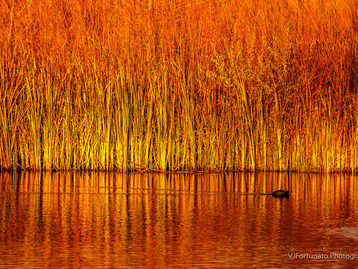 Video: How do you know that you are aware?