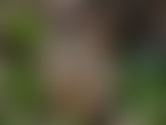 Tomten och Trollets julkalender 10 december