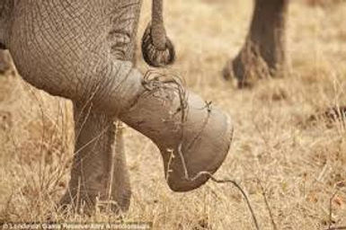 Elephant in snare.jpeg