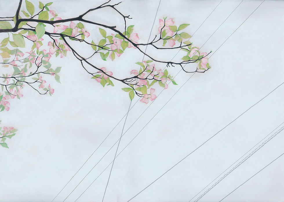 電線とハナミズキ.jpg