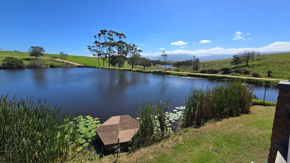 Tranquil pond with wooden deck, lily pads, and trees