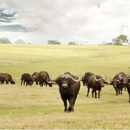 Buffalo herd in a grassy field, one facing camera