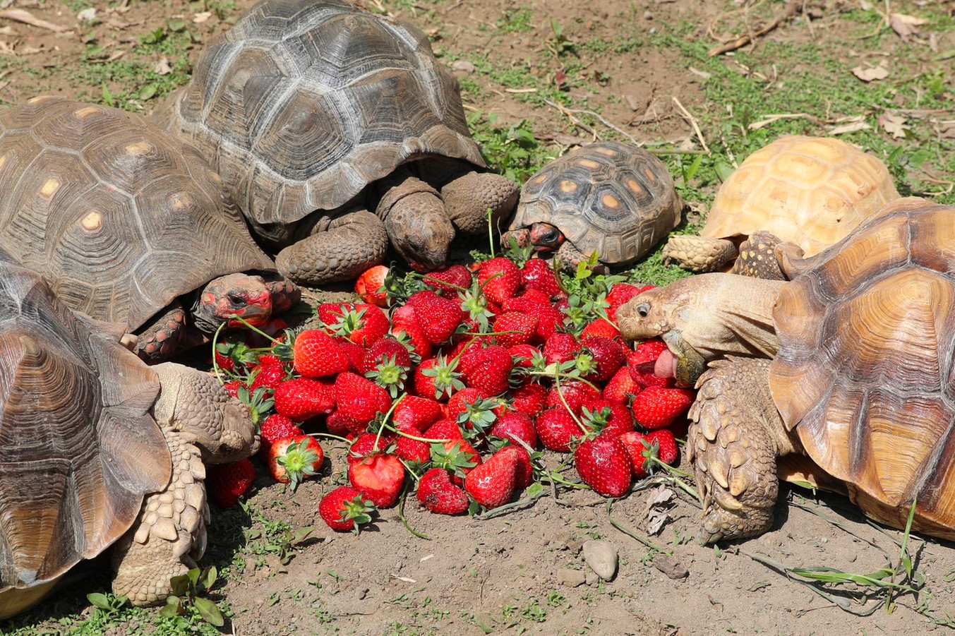 原色爬虫類 亀 目図鑑　16体新改訂版 Amazon | 原色爬虫類カメ目図鑑 新改訂版 アオウミガメ ウミガメ