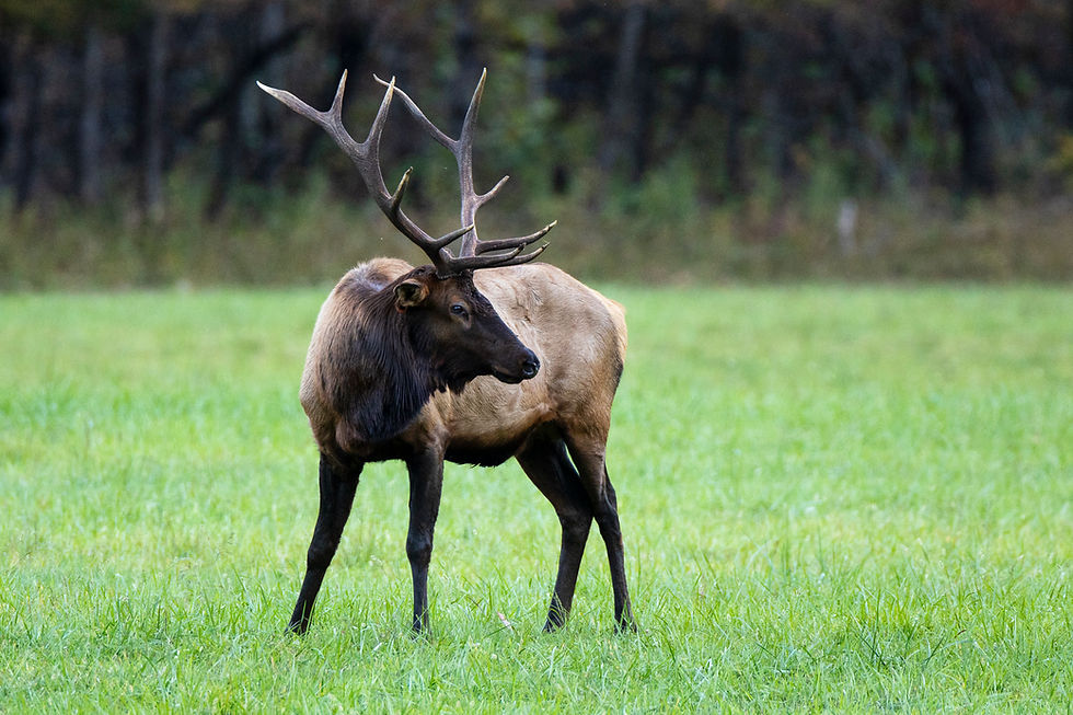 Autumn in the Smokies - A Hackberry Farm Nature Photography Workshops field report