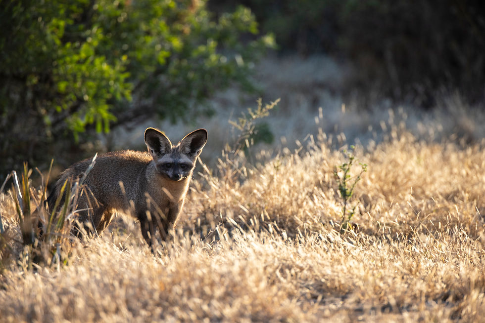 Botswana - Journey to the Wild - A Hackberry Farm nature photography field report