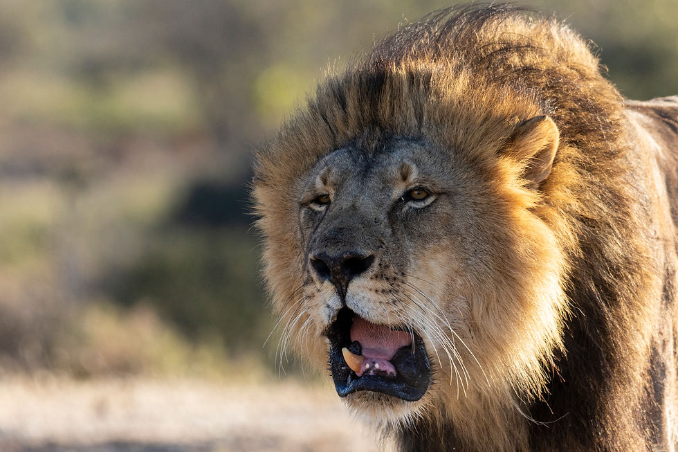 Botswana - Journey to the Wild - A Hackberry Farm nature photography field report