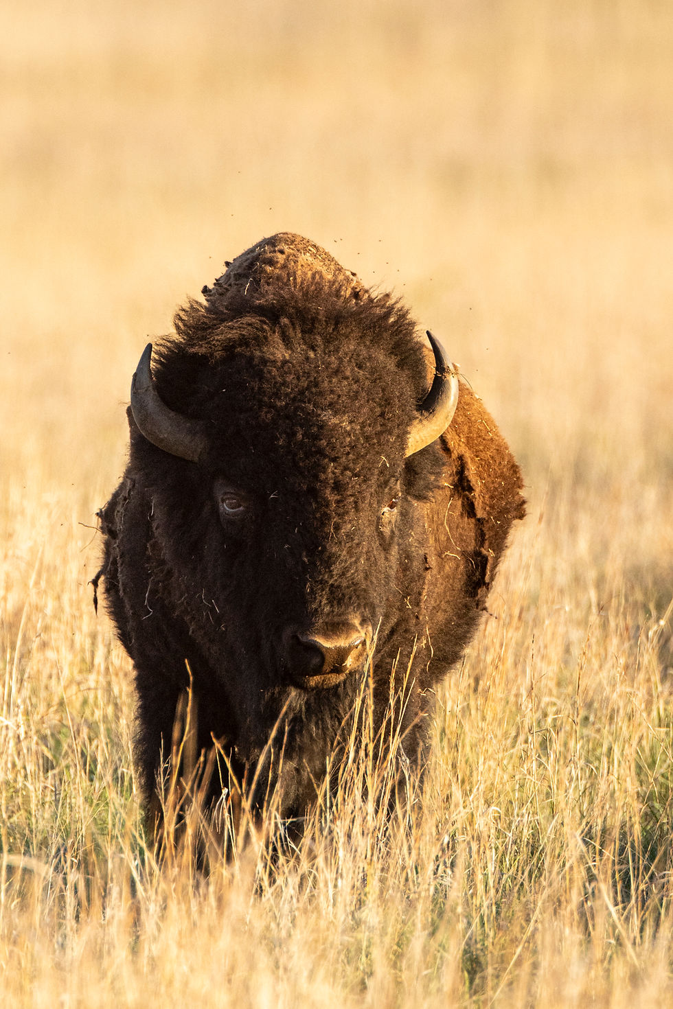 Redlands Ranch and Western Wildlife - A Hackberry Farm Nature Photography Workshops field report