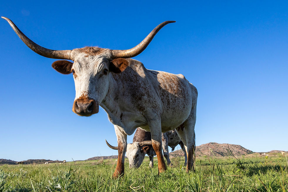 Redlands Ranch and Western Wildlife - A Hackberry Farm Nature Photography Workshops field report