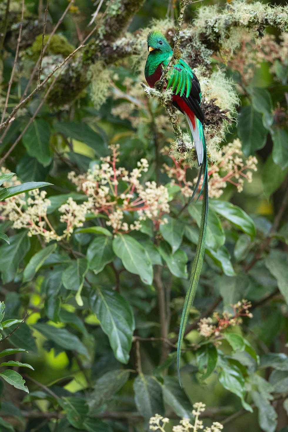 The Quetzals of Costa Rica - A Hackberry Fram nature photography workshop field report