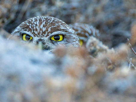 The Everglades -  A Hackberry Farm Nature Photography Workshop