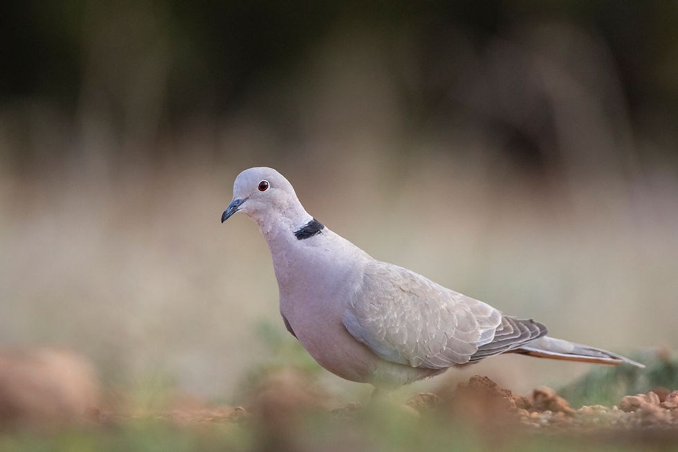 Redlands Ranch and Western Wildlife - A Hackberry Farm Nature Photography Workshops field report