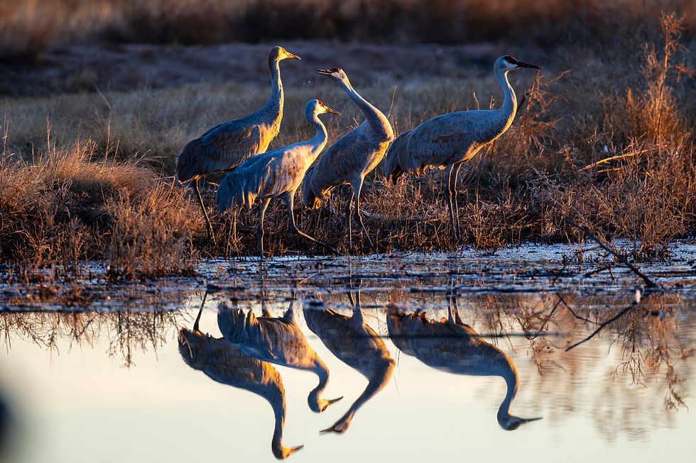 Bosque Del Apache - a Hackberry Farm Nature Photography workshop field report