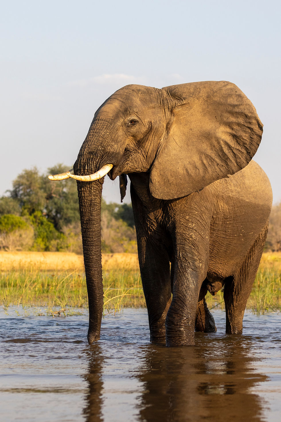 The site is an exhilarating one for this nature photography workshop. However, it’s just one of many we experience as we’ll parallel the mighty Zambezi each morning and afternoon.