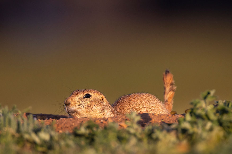 Redlands Ranch and Western Wildlife - A Hackberry Farm Nature Photography Workshops field report