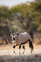 Waving at Elephants - A Hackberry Farm Nature Photography Workshops field report