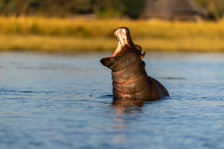 Waving at Elephants - A Hackberry Farm Nature Photography Workshops field report