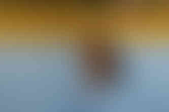 Waving at Elephants - A Hackberry Farm Nature Photography Workshops field report