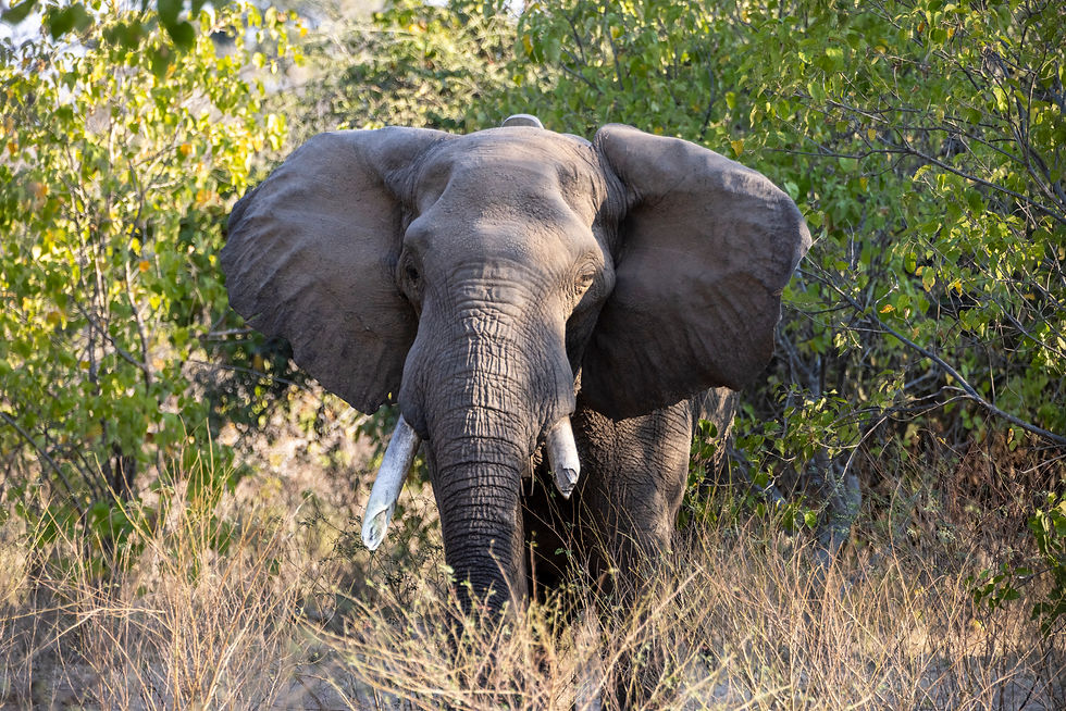 The site is an exhilarating one for this nature photography workshop. However, it’s just one of many we experience as we’ll parallel the mighty Zambezi each morning and afternoon.