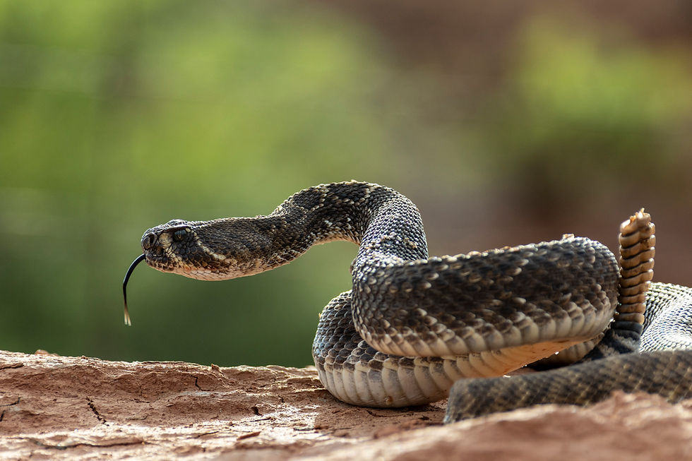 Redlands Ranch and Western Wildlife - A Hackberry Farm Nature Photography Workshops field report