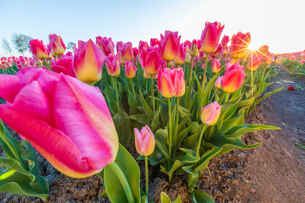 Spring in the Netherlands - A Hackberry Farm Nature Photography Workshop field report