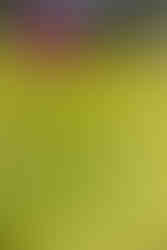 Texas Wildflowers Nature Photography Workshop - A Field Report