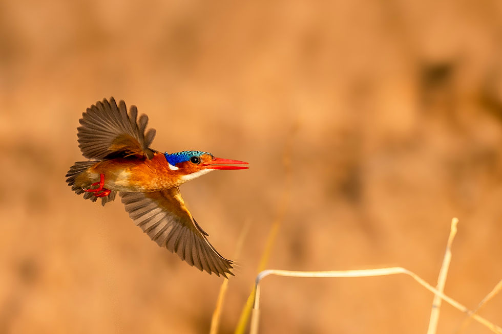 The site is an exhilarating one for this nature photography workshop. However, it’s just one of many we experience as we’ll parallel the mighty Zambezi each morning and afternoon.